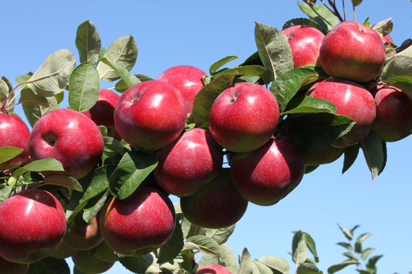 هزینه احداث باغ سیب در کرج