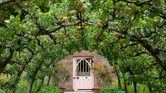 هزینه احداث باغ سیب