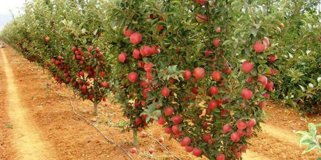 احداث باغ سیب در تهران