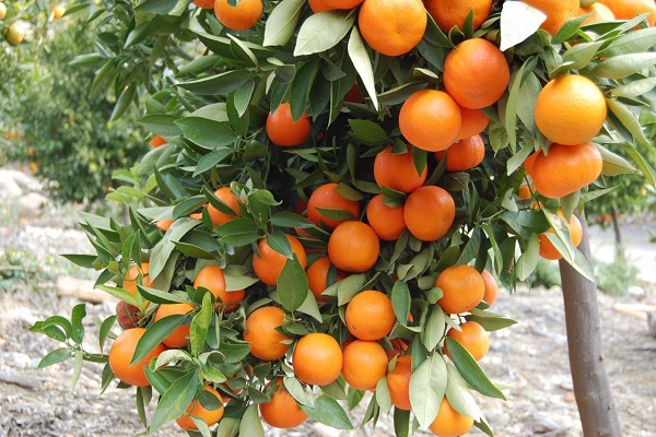 کاشت درخت نارنج