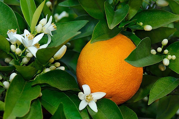 درخت نارنج