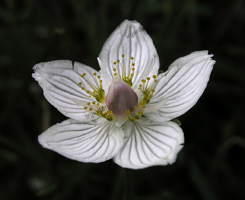 گل پارناسیا
