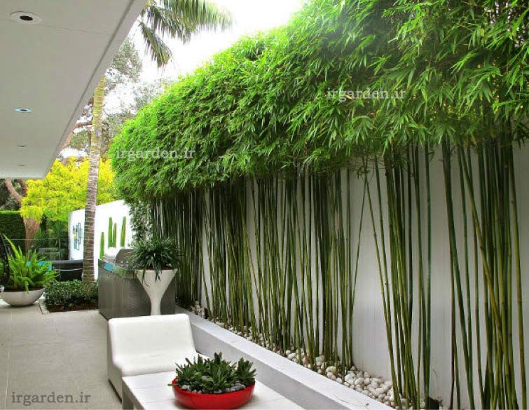 بامبو در طراحی فضای سبز