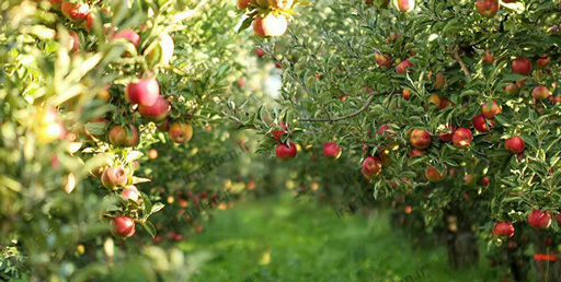 احداث باغ سیب